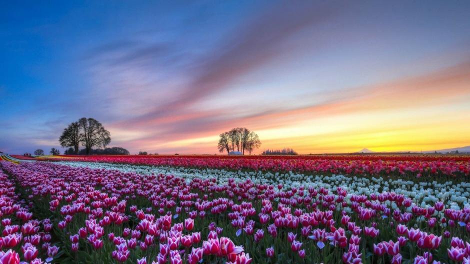 2022年是哪个生肖的本命年 桃花凋零