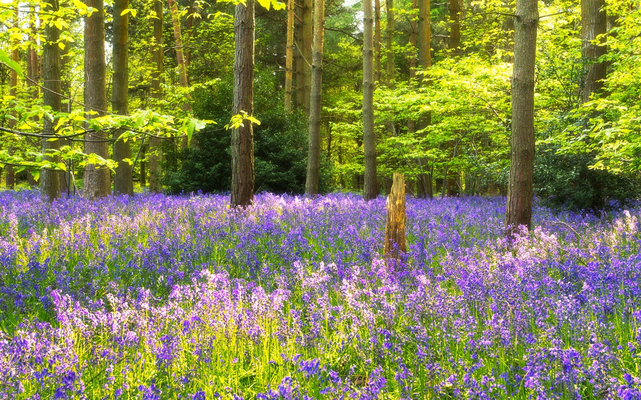 属马在2021年下半年运势分析 贵人相助逢凶化吉