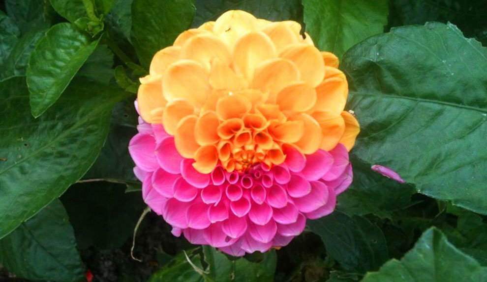 2021年属鼠人工作事宜变动吗 今年事业运如何