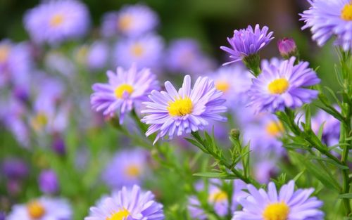 为什么不要正月的虎 正月虎命好么