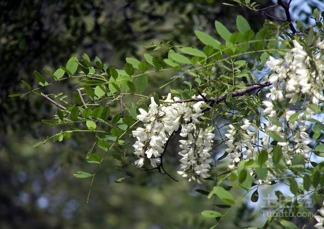 属狗2022年谁都躲不过的劫难 钱财可能流失